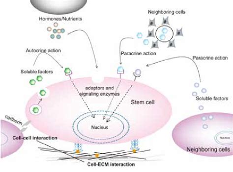 Components Of Stem Cell Microenvironment That Determine Cell Fate Stem