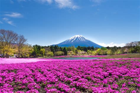 Festival Bunga Musim Semi Di Jepang Where Your Journey Begins