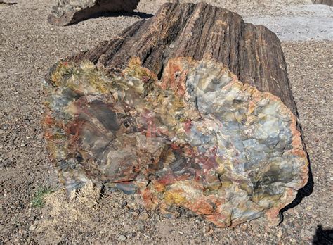 🔥 This Petrified Tree Log From The Late Triassic Epoch About 225