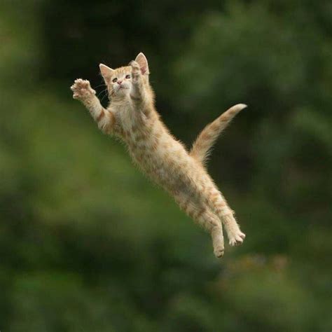 738 Best Jumping Cat Images On Pinterest Kitty Cats Baby Kittens And