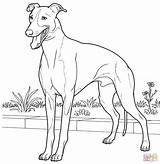 Greyhound Coloring Italian Drawing Printable Line Dog Hound Supercoloring Colouring Grey Dogs Greyhounds Drawings Adult Animal Es Doberman Super Paper sketch template