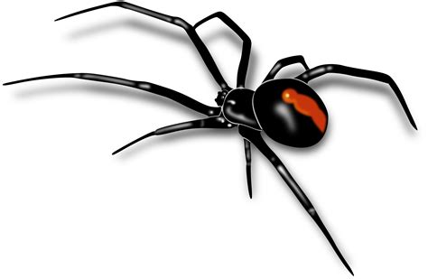 Please don't share without my permission, thanks. Redback Spider svg, Download Redback Spider svg for free 2019