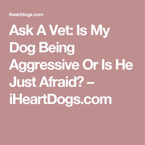 Ask A Vet Is My Dog Being Aggressive Or Is He Just Afraid