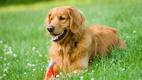 Chó Golden Retriever Và 5 Cách Chăm Sóc ít Ai Biết
