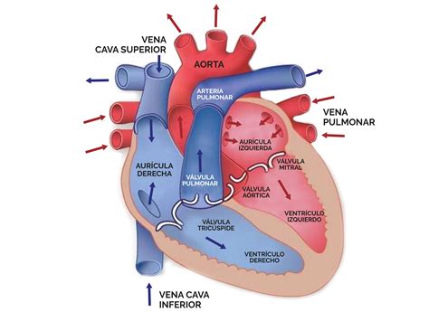 Unidad Didáctica 7 Aparato Circulatorio El Corazón Contenidos Didácticos De La Licenciatura