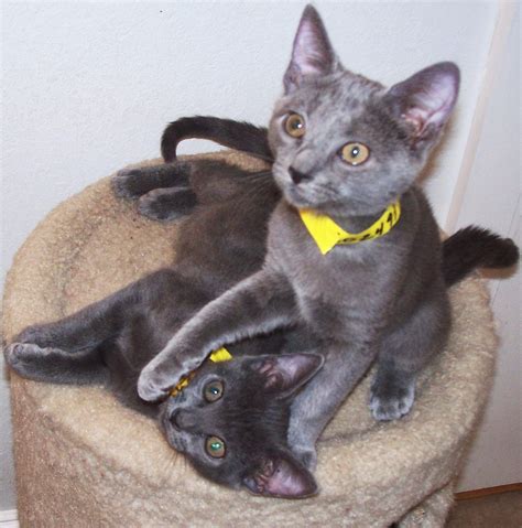 adopted 2012 these delightful 10 week old siamese russian blue mix kittens were available for