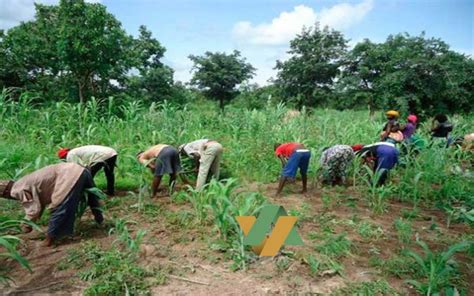Sénégal Agriculture 20 Milliards Additionnels Seront Investis Dans Le