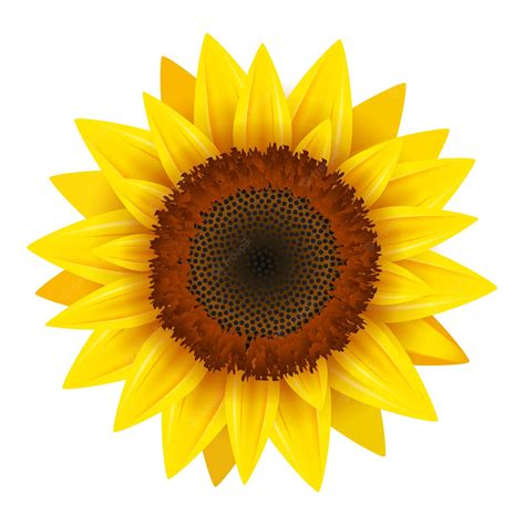 Premium Vector Sunflower Realistic Icon Vector Isolated Yellow