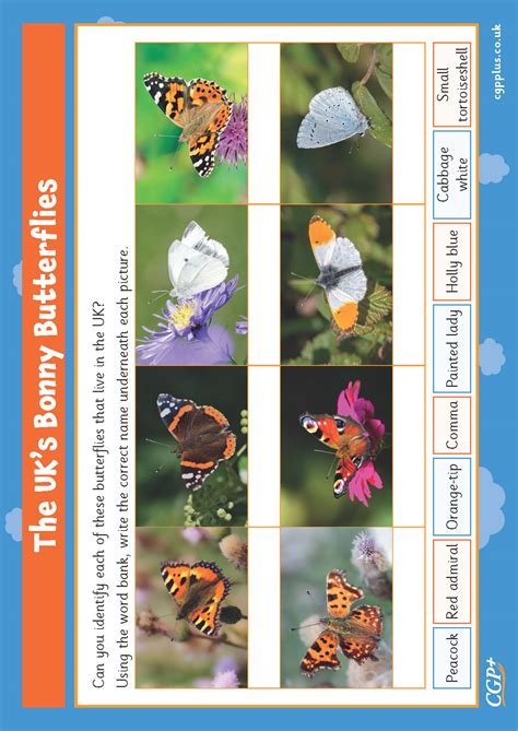 Identifying British Butterflies Cgp Plus