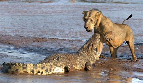 Lions Vs Crocodile Who Will Win Epic Battle In The Muddy Shallows Of A