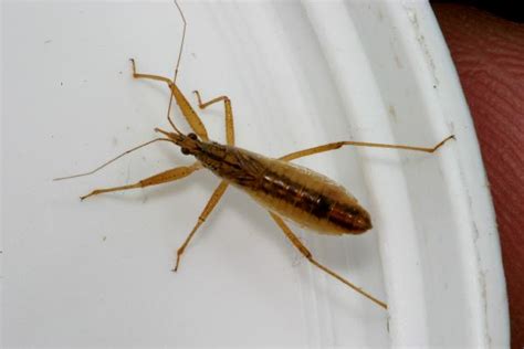 Bathroom design room of the day: Damsel Bugs | The Backyard Arthropod Project
