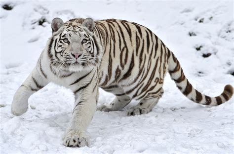 Animales en peligro de Extinción El Tigre Siberiano Stop maltrato