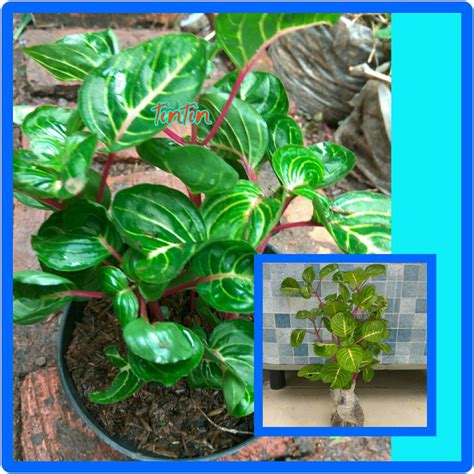 Jual Tanaman Hias Bayam Variegata di lapak astintin astintin