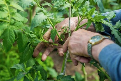 How To Prune Tomato Plants For Best Results