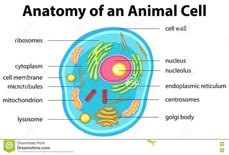 Aug 06, 2018 · animal cells may be different sizes and shapes and may carry out a wide range of actions that tend to be specialized depending on the type of animal cell. free clipart of an animal cell membrane - Clipground