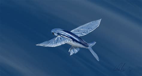 Malolo Flying Fish Images