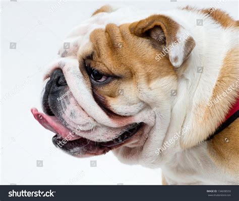 English Bulldog Head Profile Stock Photo 134698559 Shutterstock