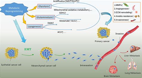 Frontiers The Role Of Aberrant Metabolism In Cancer Insights Into