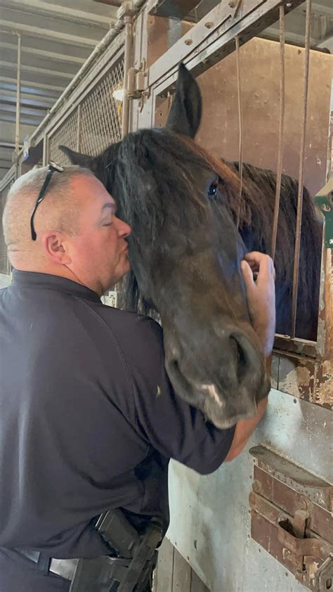 A Glimpse Inside The Cleveland Police Mounted Unit The Cleveland