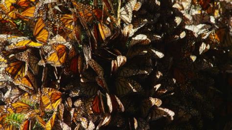 Monarch Butterflies Flying Videos And Hd Footage Getty Images