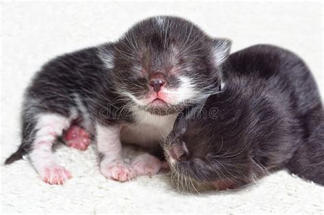 Two Cute Newborn Kitten Stock Photo Image Of Domestic 36067498
