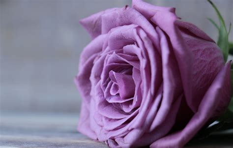 Close Up Photo Of Purple Rose Hd Wallpaper Wallpaper Flare