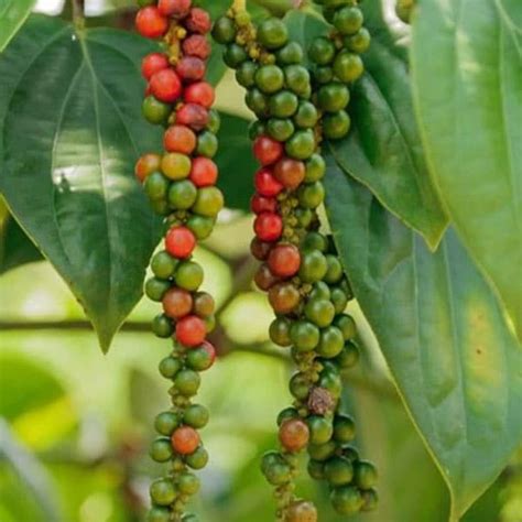The types of bugs that eat pepper plants different ways to get rid of aphids, mites, whiteflies, greenflies, thrips, and more this will slowly become molded over time and attract ants. Black Pepper (Kali Mirch) Plant - Buy Plants & Handicrafts ...