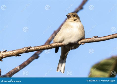 Hedge Sparrow Or Dunnock Prunella Modularis Bird Stock Image Image
