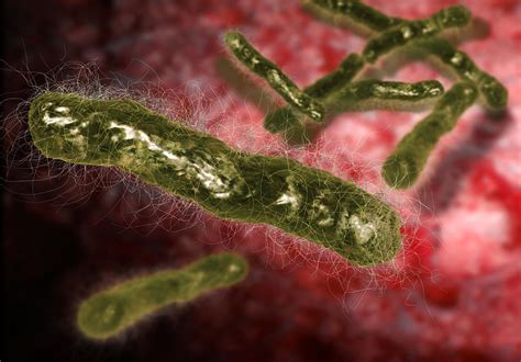 Anthrax Bacteria Photograph By Karsten Schneider