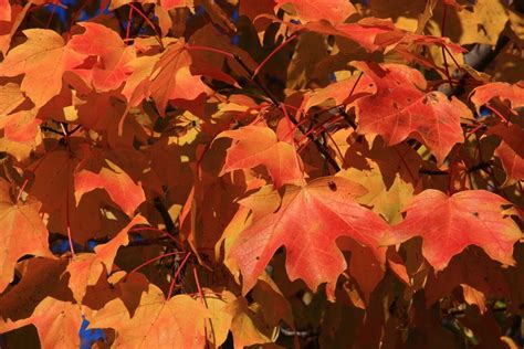The Glory Of Red Maples By Lyle Hatch Red Maple Nature Photography
