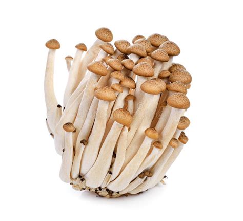 Mushrooms Isolated On White Background Stock Image Image Of Plant