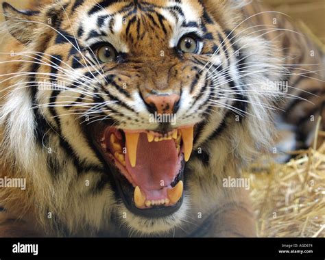 Tight Headshot Of A Sumatran Tiger Roaring Stock Photo Royalty Free