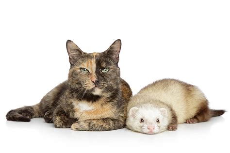 Do Cats And Ferrets Get Along 6 Introduction Tips Pet Keen