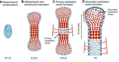 The Stages Of Endochondral Bone Formation In The Developing Mouse