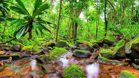 Hd Wallpaper Vegetation Nature Water Jungle Creek Forest Stream