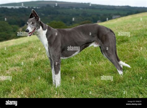 Lurcher Dog Standing Stock Photo Alamy