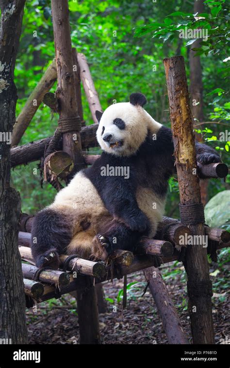 Giant Panda Lying Down On Wood In Chengdu Sichuan Province China