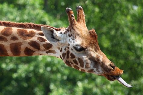 Giraffes Tongue Photograph By Tilen Hrovatic