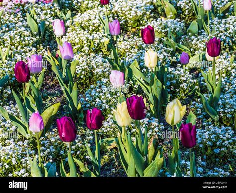 Yellow Pink And Purple Tulips And White Forget Me Nots In A Spring