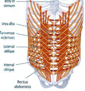 Human male anatomy, 3/4 figure muscular and skeletal systems, back and front perspective views. Between the Pelvis and the Ribcage: The Abdominal Muscles