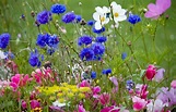 Wild Flowers In Meadow Free Stock Photo - Public Domain Pictures