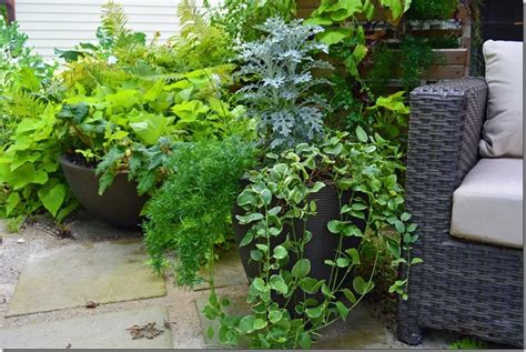 Container Gardening Oxford College Of Garden Design