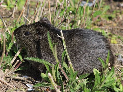 Brazilian Wild Cavy Cavia Aperea Zoochat