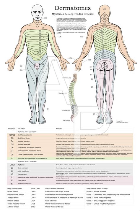 Spinal Cord Levels Dermatomes Muscular Dermatomes Chart And Map Images And Photos Finder