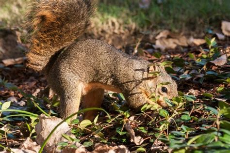 10 Animals That Dig Holes In Yards With Pictures Online Field Guide