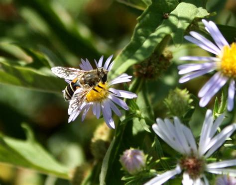 Check spelling or type a new query. Bee on tiny purple flowers Picture | Free Photograph ...