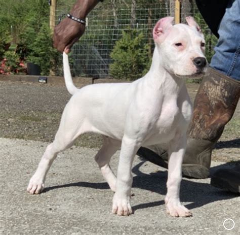 Visit our site for more information! Dogo Argentino Puppies For Sale - World Class Dogo Argentino