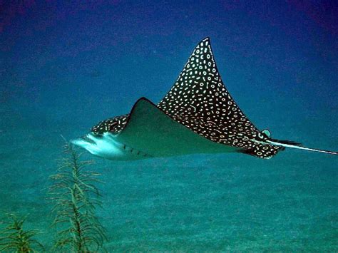 Spotted Eagle Ray Fun Animals Wiki Videos Pictures Stories