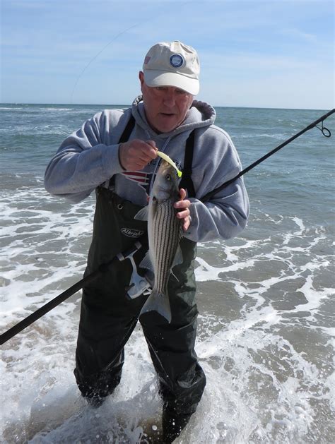 Rhode Island Striped Bass Quite The Day