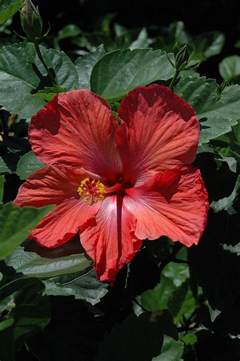 Double Red Hibiscus Hibiscus Rosa Sinensis Double Red In Denver